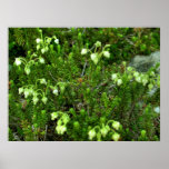 Wild Flowers II posters