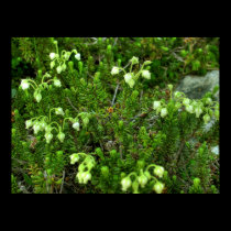 Wild Flowers II posters