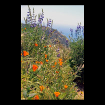 Wild flowers in the sun posters