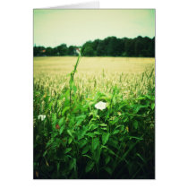 Wild flowers in wheat field - Germany cards