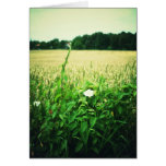 Wild flowers in wheat field - Germany cards