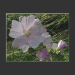 Wild Flowers No. 3 | Postcards postcards