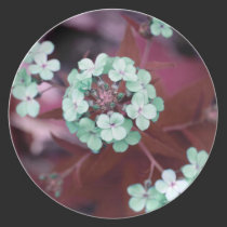 Wild Flowers plates