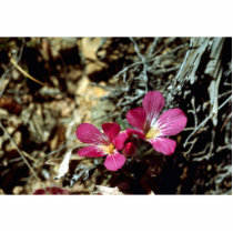 Wild Flowers photo sculptures by animalpark Wild Flowers photo sculptures