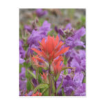 Wild flowers postcards