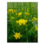 wild flowers postcards