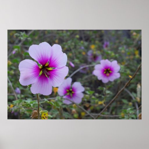 Wild Flowers Posters