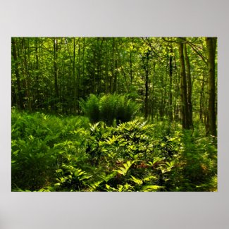 Wild Forest Ferns Print