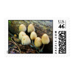 Wild Forest Trail  Mushrooms Postage Stamps