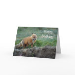 Wild Fox Animal Wildlife cards