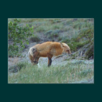 Wild Fox Animal Wildlife postcards