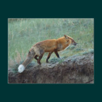 Wild Fox Animal Wildlife postcards