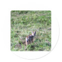 wild fox stickers