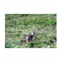 wild fox t-shirts by mark59956 wild fox t-shirts