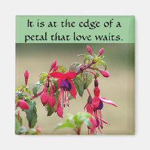 Wild Fuchsias Magnet