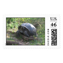 Wild Galapagos Tortoise postage by eltortugafuerte Wild Galapagos Tortoise postage