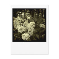 Wild Garlic. Post Card