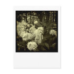 Wild Garlic. Post Card