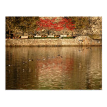 Wild geese migration postcard