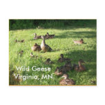 Wild Geese Postcard