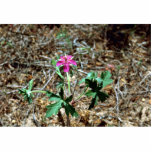 Wild Geranium