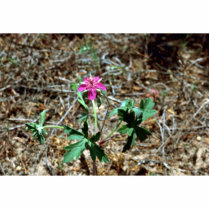 Wild Geranium photo sculptures by animalpark Wild Geranium photo sculptures