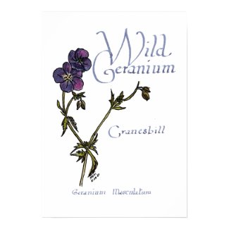 Wild Geranium Poster print
