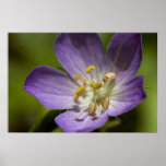 Wild Geranium Print