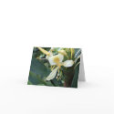 Wild Ginger Note Card
