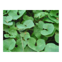Wild Ginger posters