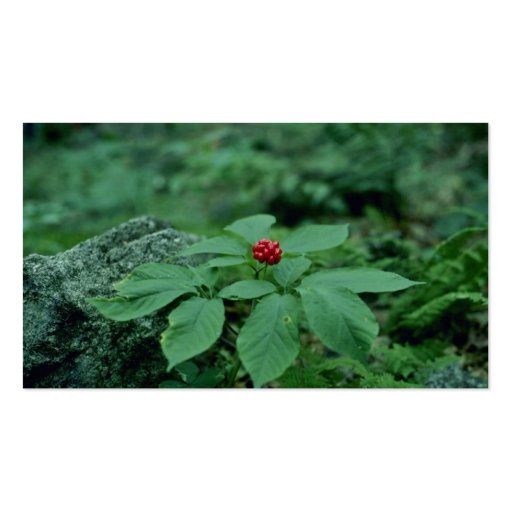 Wild Ginseng (Panax Quinquefolius) flowers Business Card Templates (back side)