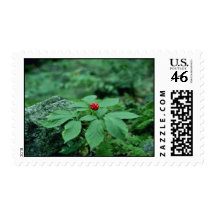 Wild Ginseng (Panax Quinquefolius) flowers Stamps