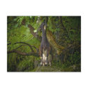 Wild Goat Postcard by SabineSt Wild Goat Postcard