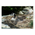 Wild Goose cards