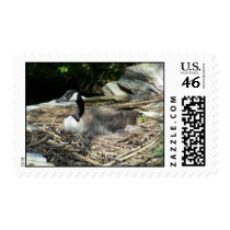 Wild Goose postage