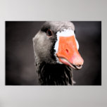 Wild Goose Tounge posters