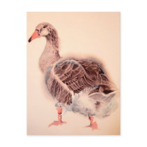 Wild Goose Watercolor Fine Art Postcards