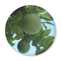 Wild Grapefruit Honey Pomelo Hong Kong magnets