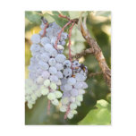 Wild Grapes Post Card