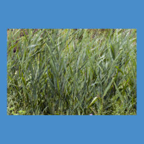 Wild Grass posters