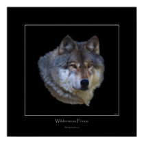 Wild Gray Wolf Art Poster posters by RavenSpiritPrints Wild Gray Wolf Art Poster posters