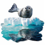 WILD HARBOR SEAL sculpted Wildlife Art Gift Photo Cut Outs