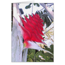 Wild Hawaiian Heliconia cards