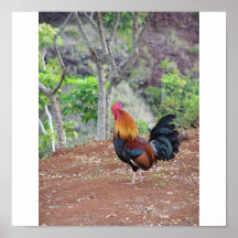 Hawaiian Rooster