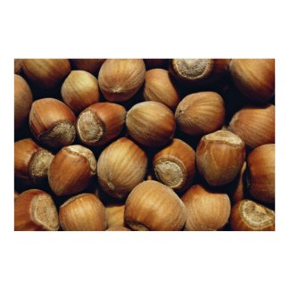 Wild hazelnut print