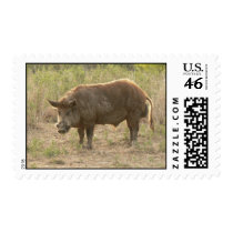 Wild hog. postage by Acorns_tree Wild hog. postage