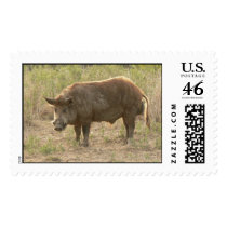 Wild hog. stamp
