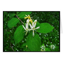 Wild Honeysuckle Card