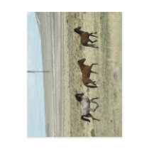 Wild Hore Studs postcards