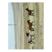 Wild Hore Studs Postcard